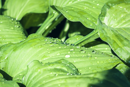 Hosta plant with green leaves texture background in rainy day, plants in a garden with raindropsの写真素材