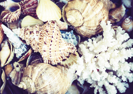 Seashells, stones and sea stars on the sand, summer beach background travel concept with copy space...