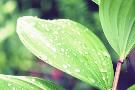 green leaves texture background in rainy day, plants in a garden with raindrops