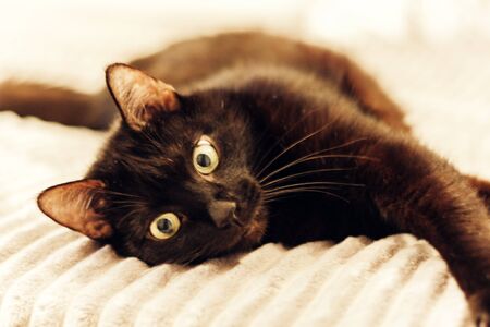 Black cat lying on the gray fur cover on bedの写真素材
