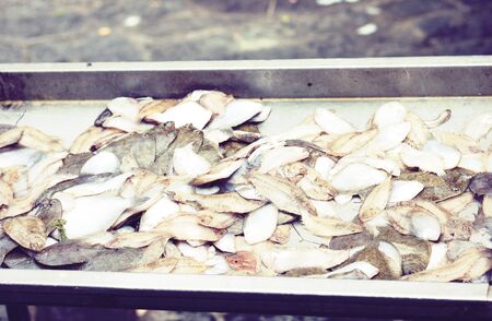 Fresh fish for sale in the fish market Pescheria of Catania, Sicily, Italyの写真素材