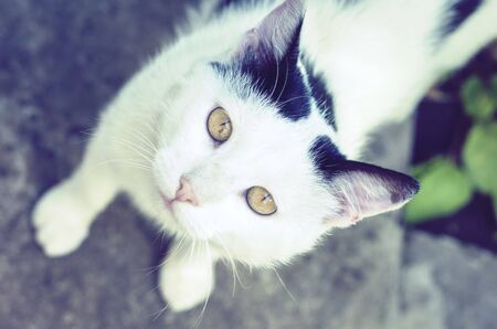 Black and white cat sitting on the street