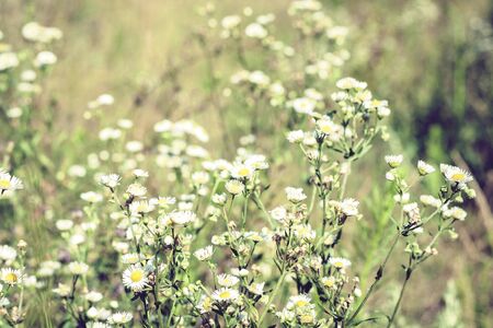 wildflowers with green leavesの写真素材