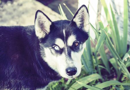 black husky dog with blue and brown eyes in the garden