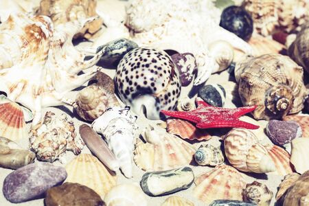 Seashells, sea stars and stones on the sand, summer beach background travel concept with copy space for textの写真素材