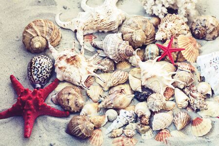 Seashells, sea stars, coral and stones on the sand, summer beach background travel concept with copy...