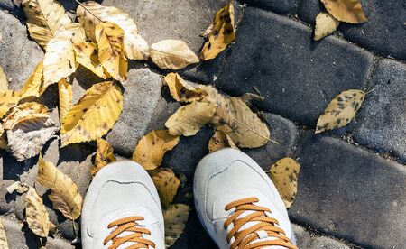 sport shoes sneakers on the background of dry yellow leaves on the sidewalk in autumn fall on a sunny dayの写真素材