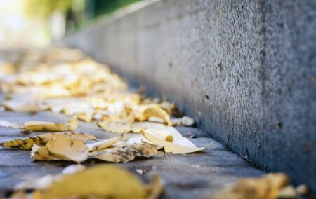 Dry yellow leaves on the sidewalk in autumn fall on a sunny dayの写真素材