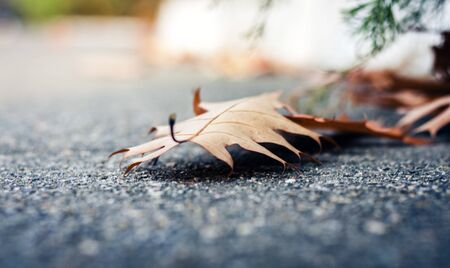 Dry red yellow leaves on the sidewalk in autumn fall on a sunny day
