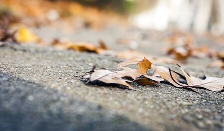 Dry red yellow leaves on the sidewalk in autumn fall on a sunny dayの写真素材
