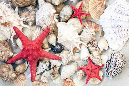 Seashells, sea stars, coral and stones on the sand, summer beach background travel concept with copy space for textの写真素材