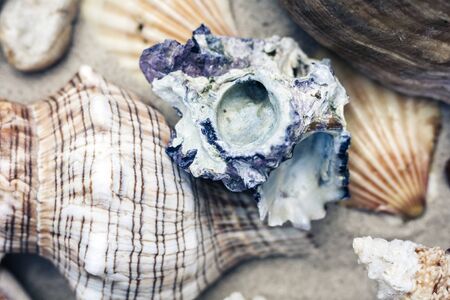 Seashells on the sand, summer beach background travel concept with copy space for textの写真素材