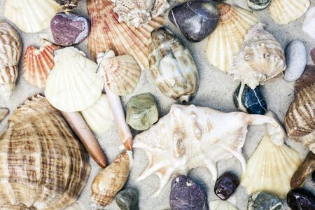 Seashells on the sand, summer beach background travel concept with copy space for text