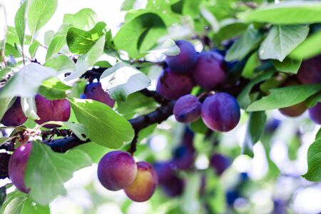 ripe blue plums on a tree branch in an orchard on a sunny dayの写真素材