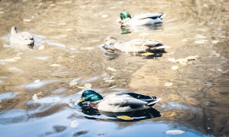 Flock of ducks on a lake in a park, autumn landscapeの写真素材