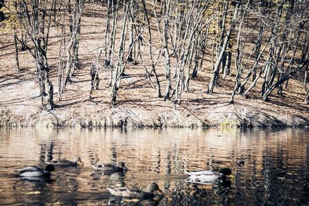 lake shore with wild ducks, autumn landscapeの写真素材