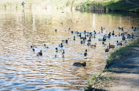 lake shore with wild ducks, autumn landscapeの写真素材