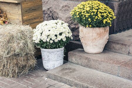autumn flowers and decorative plants in pots, raw pumpkins on the street near the entrance to the cafe, Kiev, Ukraineの写真素材