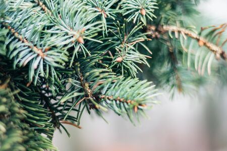 green branch of Christmas tree, New Year background with copy space for textの写真素材