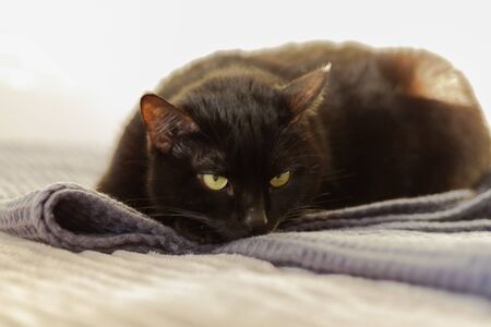 black cat with short hair and yellow eyes lies on a gray plaid on the bed opposite a white wall.  Animal pet in our homeの写真素材
