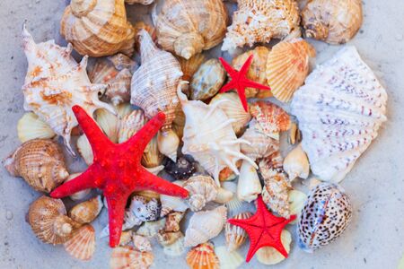Seashells, sea stars, coral and stones on the sand, summer beach background travel concept with copy...