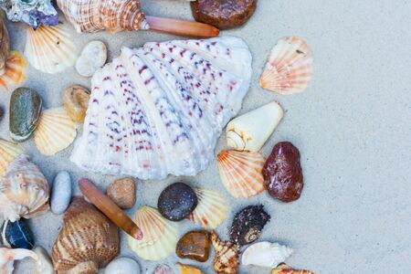 Seashells, sea stars, coral and stones on the sand, summer beach background travel concept with copy space for textの写真素材