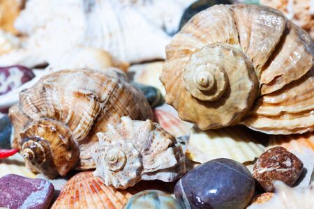 Seashells, sea stars, coral and stones on the sand, summer beach background travel concept with copy space for textの写真素材