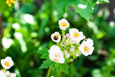 wild flowers bloom in the meadow, morning on a bright sunny day
