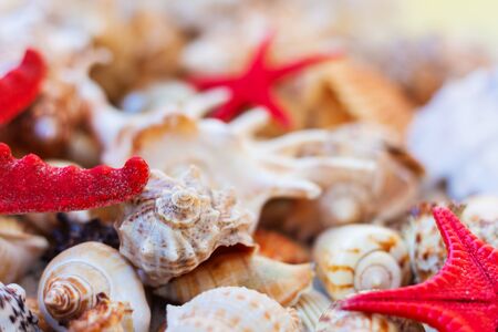 Seashells, sea stars, coral and stones on the sand, summer beach background travel concept with copy space for textの写真素材