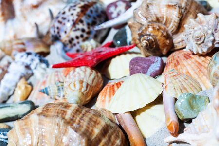 Seashells, sea stars, coral and stones on the sand, summer beach background travel concept with copy space for textの写真素材