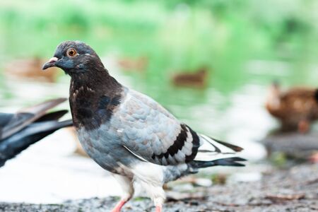 pigeons dove on a lake in a park, protection environment background, ecology conceptの写真素材