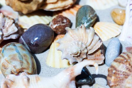 Seashells, sea stars, coral and stones on the sand, summer beach background travel concept with copy space for textの写真素材