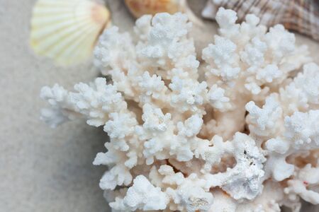 Seashells, sea stars, coral and stones on the sand, summer beach sea background travel conceptの写真素材