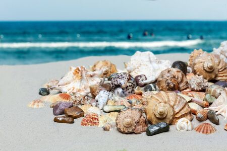 Seashells, sea stars, coral and stones on the sand, summer beach sea background travel conceptの写真素材