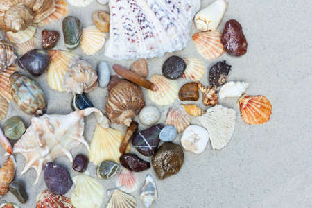 Seashells, sea stars, coral and stones on the sand, summer beach sea background travel concept