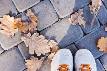 Gray gray sport shoes sneakers on the background of dry yellow leaves on the sidewalk in autumn fall on a sunny dayの写真素材
