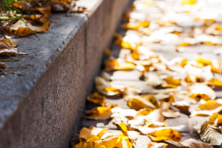 Dry red yellow leaves on the sidewalk in autumn fall on a sunny day.の写真素材