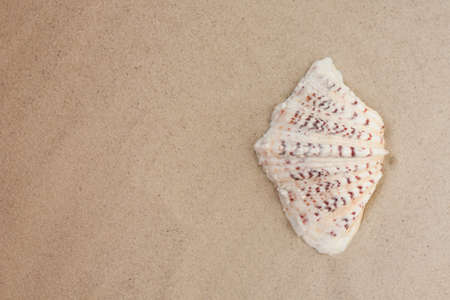 Seashell sea shell on the sand, summer beach background travel concept with copy space for text