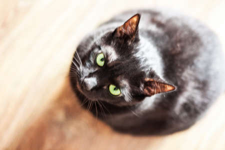 black cat on a wooden floor background, selective focus, pet animal conceptの写真素材
