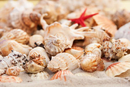Seashells on the sand, summer beach tropical background travel concept with copy space for text.