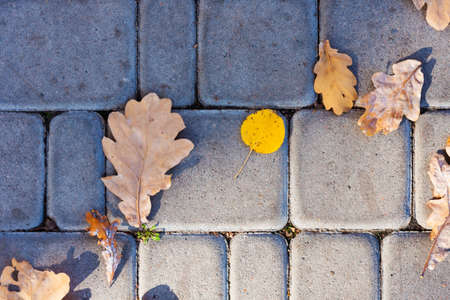 Dry red yellow leaves on the sidewalk, paving stones, concrete tiles in autumn fall on a sunny day