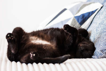 black cat sleeping on its back on gray sofa with decorative pillows, selective soft focusの写真素材