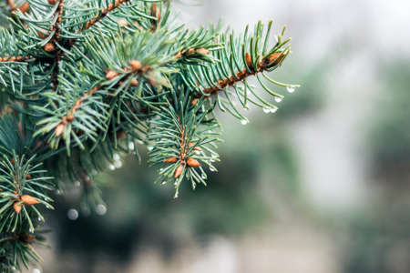 green branch of Christmas tree, New Year background with copy space for text