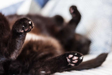 black cat sleeping on its back on gray sofa with decorative pillows, selective soft focus