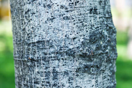 brown and gray bark of an old tree in an autumn fall park