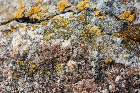 moss on an old stone in the forest, natural backgroundの写真素材