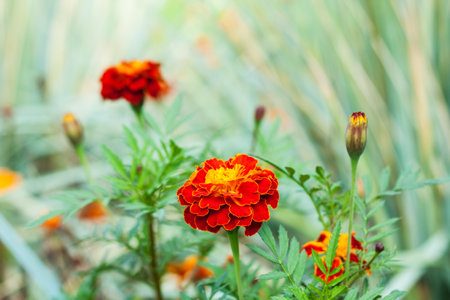 marigold flowers with yellow, orange and red petals bloom on a city flower bed in summerの写真素材