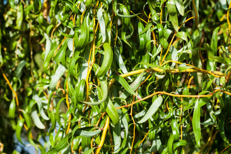 green willow branches in autumn park close-upの写真素材