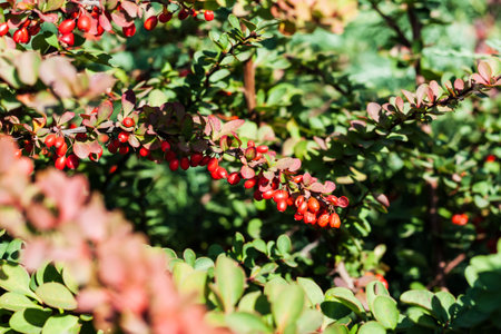 leaves on bush close by in autumn fall day, green background soft focusの写真素材
