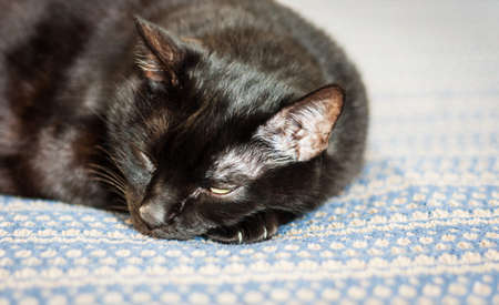 black cat lies on a blue blanket, close-up, selective focusの写真素材